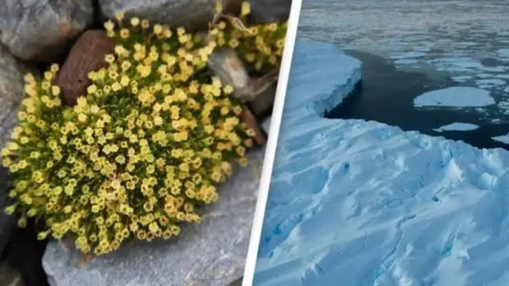 Bunga-Bunga Warnai Antartika: Dampak Perubahan Iklim yang Mengejutkan